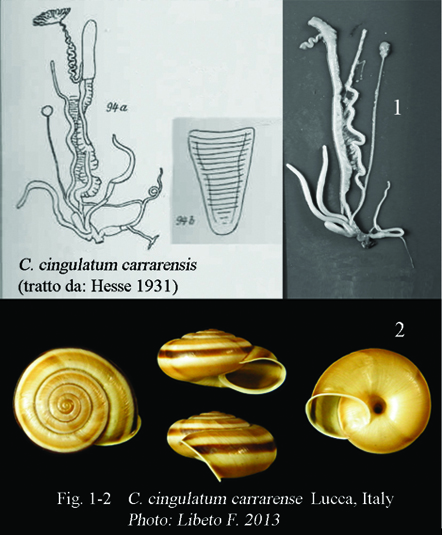 Esercizio: Chilostoma cingulatum sull''Appennino